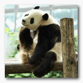 panda.gif